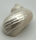70mm Satin Pearl Turbo Marmoratus Iridescent Seashell Premium Collector Specimen