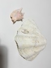 Lot Of 2 Vintage Natural Large 10  Giant Clam Shell   Hawkwing Seashells B