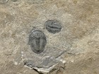 Trilobite-sweet Double Cedaria From The Weeks Formation Of Utah-fossils Crinoid