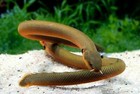 Rope Fish 8   10        Live Freshwater Aquarium Oddball Fish For Community   Planted