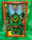 Vintage Large Butterfly moth  14  Taxidermy Displayed In A Dbl Sided Frame  2