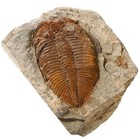 Trilobite Fossil Real Fossils Come From Western Hunan Of China For Collections A