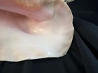 Large 10    Queen Conch Horned Seashell With Pink Interior