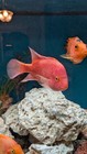 Super Red Monkey- Female Flowerhorn Fish     Premium Quality     Live Aquarium