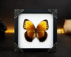 Real Orange Butterfly Framed Taxidermy Insect Art Wall Collection Home Decor