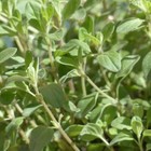 Marjoram Seeds  Sweet Heirloom  Non-gmo  Organic  Perennial  Free Shipping