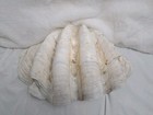 Large 23 5 Pound Genuine Ocean Giant Clam Shell Real Tridacna Gigas 19     11 