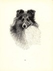 Antique Shetland Sheepdog Print 1935 Wardle Art Illustration Cfw 5750y