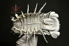 Museum-quality Real Bathynomus Giganteus Specimen  Taxidermy   Display Box