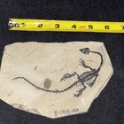 Keichousaurus     Fossil Bought As Real  Probably Cast  China