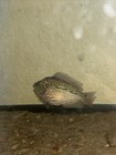 Flowerhorn Cichlid F3 2-tone Goldbase Live Freshwater Usa Seller Live Fish
