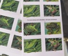100 Usps Forever Stamps  5 Booklets Of 20   frogs   2018 Series   73 Value  Mnh