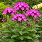 Tall Garden Phlox Roots  phlox Paniculata  Garden Beds   Landscaping  1 Root 