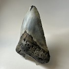 Megalodon Shark Tooth 5 48 Inch - Huge - Beautiful Fossil - Real Teeth 19814