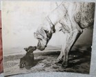 Vtge 1930 s Photo Great Dane And Tiny Cute Terrier Dog Nose To Nose