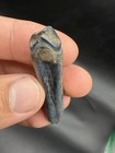 Beautiful Blue Horse Tooth Fossil Ice Age Era 