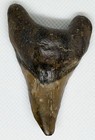 Huge 2 6    Parotodus Benedeni Fossil Giant Thresher Shark Tooth Banten  Indonesia