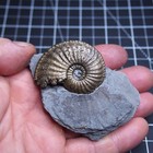 49 Mm Amaltheus Stokesi Ammonite Pyrite Jurassic Dino Fossil Lot Golden 5053