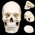 3 Parts Human Anatomical Anatomy Skull Head Model 1 1 Bone Teaching Model
