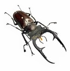 Lucanidae Beetle Specimen      rare   lucanus Zhanbishengi 53mm A1 Jiangxi