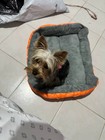Washable Pet Dog Cat Bed Puppy Cushion House Pet Soft Warm Kennel Dog Mat Xs