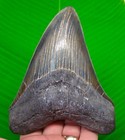 5 92    Xl Megalodon Shark Tooth  Real Fossil - Ultra Serrated - No Restorations