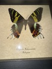 Sunset Moth Urania Madagascarensis Real Framed Madagascar Butterfly Taxidermy