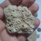 Fossils Crinoids In Matrix  Stems  Hash Plates 