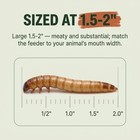 Superworms - Large 100 Count