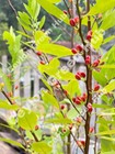 05  C o c a Seeds Erythroxylum Novo Tropical   Organic High Germination