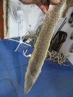 Rattlesnake Skin Prairie Rattle Snake Hide Dry Tanned Wrap Pen Blanks 40 In  F8