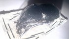 Carabidae Procerus Gigas 48mm A1 From Serbia - 4745