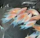 Live Betta Fish -paradise Fish  albino Red  1 Pair