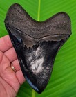 5 15    Megalodon Shark Tooth Real Fossil   No Restorations - Georgia