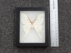 Actias Selene Indian Moon Luna Moth 4 25  Shadowbox Taxidermy Entomology Latin