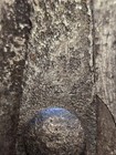 Original Civil War Burnside Bullet Mold