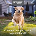 Nutramax Cosequin For Dogs Joint Health Supplement  Soft Chews  120 Count
