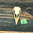 Turkey Skull Animal Mount Man Cave Western Decor Craft Unique Gift Yard Lawn Art