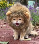 Pet Lion Mane Hat  Fluffy Pet Head Accessorie