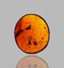 Opilione  Harvestman - Daddy Longlegs - Fossil Insect Inclusion In Burmese Amber