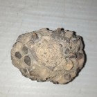 Gilbertsocrinus Tuberosus Fossil Lake Monroe  Indiana