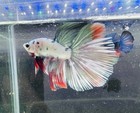 Live Betta Fish - Copper Marble Halfmoon - Male 114