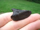 Rare Peccary Hoof Core Florida Fossils Ice Age Extinct Bones Tooth Skeleton Fl