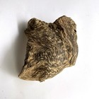 Collective Wild Natural Malaysia Aquilaria Agarwood Water Pocket                                        