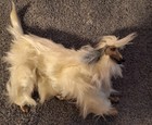 1979 Beauty- Barbie Doll   s Dog  afghan Hound 