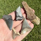 Fossil Megalodon Family  Great White  And Hemi Shark Tooth Lot Real Shark Teeth