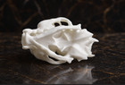 Premium Bobcat Skull Replica 1 1 Life-size Anatomical Model Artisan Crafted