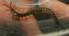 One  1   rare  Live      Blue Polymorpha Centipede 