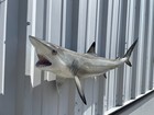 41  Blacktip Shark Two Sided Mount Shark Replica - Quick Production