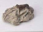 Crinoid Holdfast Sea Lilly Root With Shells Fossil Plate 2  Display
